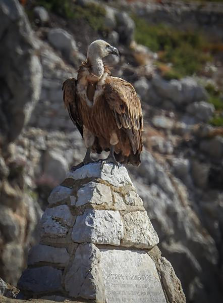 Griffon Vulture  R. Azopardi