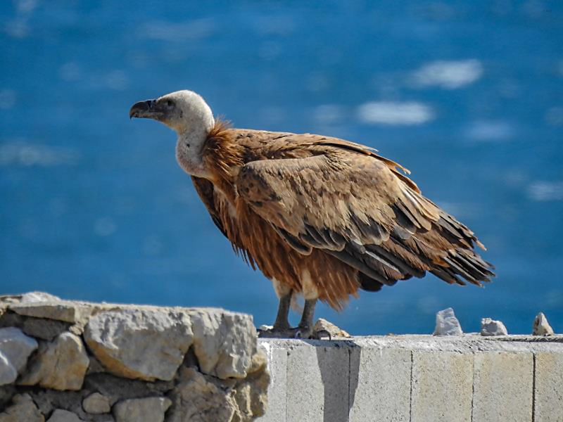 Griffon Vulture  R. Azopardi
