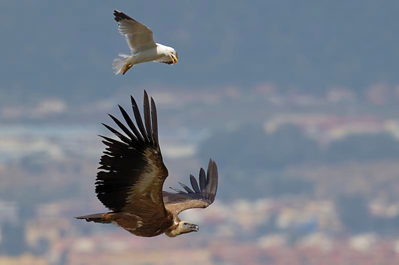 Griffon Vulture mobbed by Yellow-legged Gulls.  C. Perez