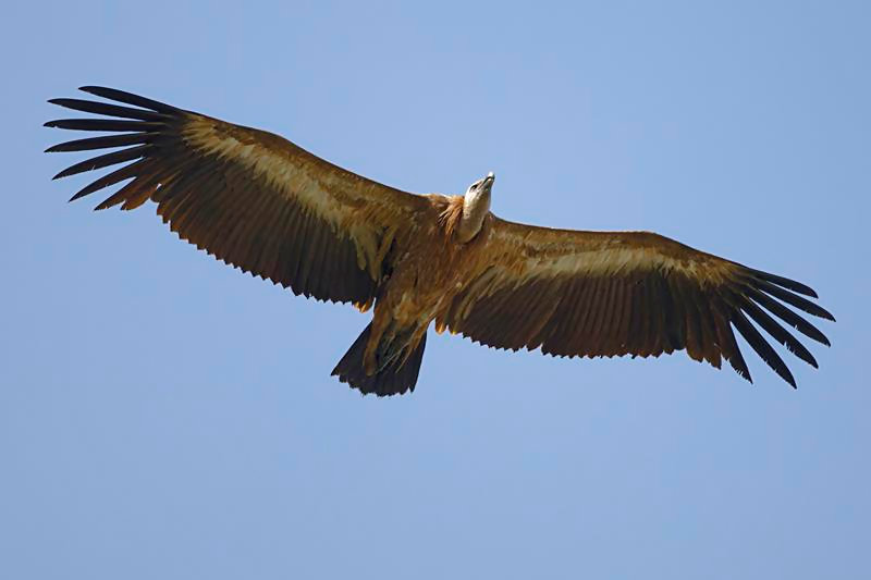 Griffon Vulture .  C. Perez