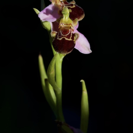 Ophrys apifera K. Khalilian