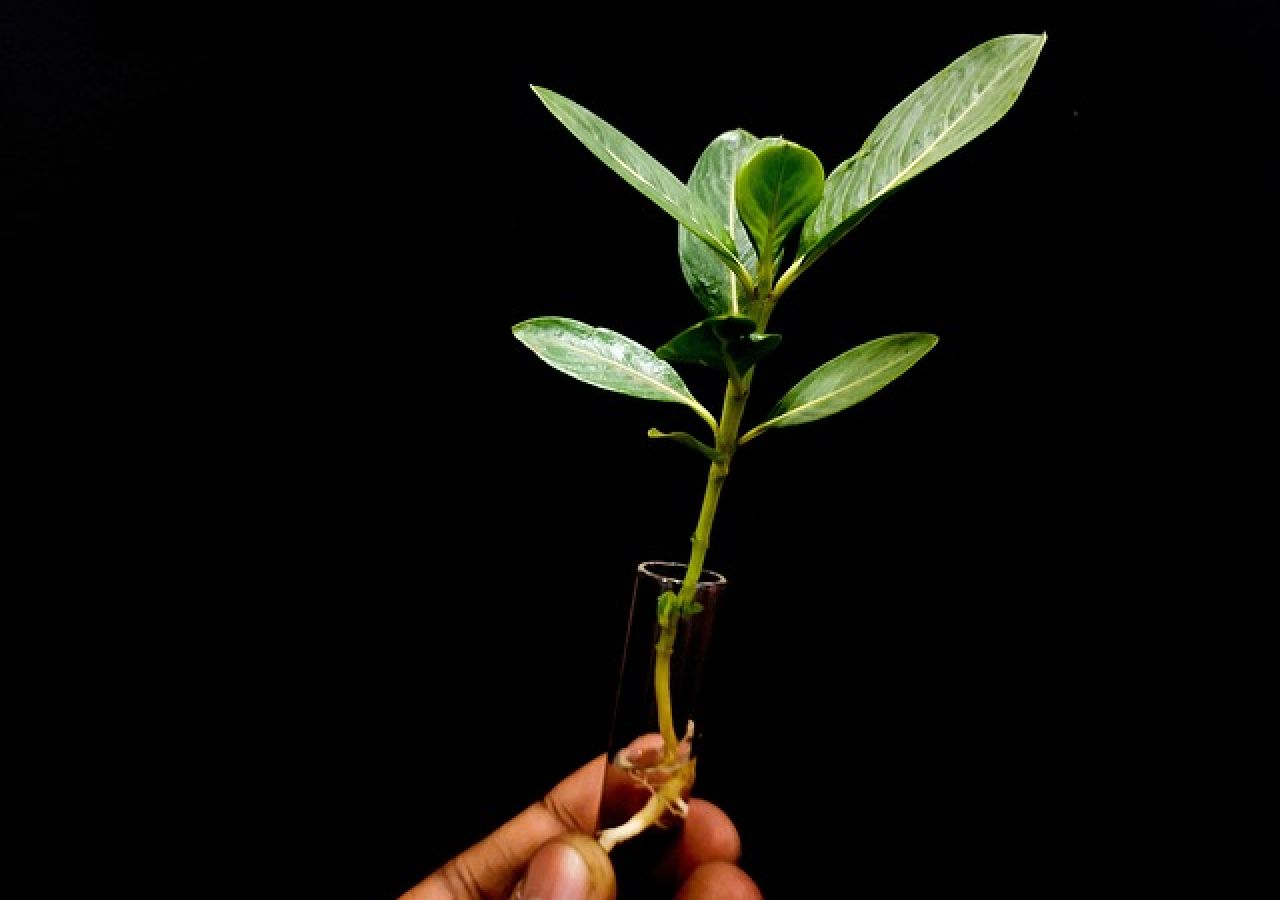 GONHS Gibraltar Membership