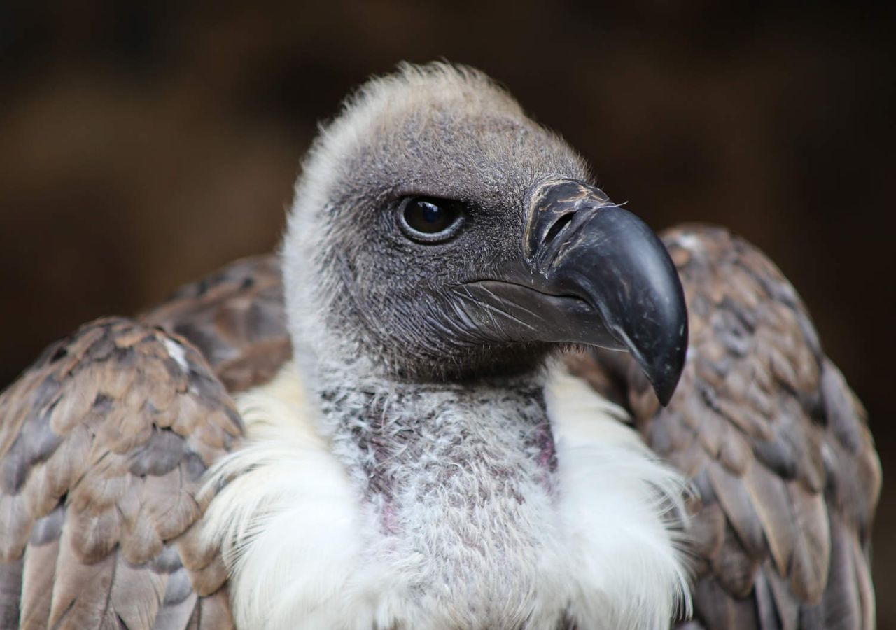 GONHS Gibraltar Membership