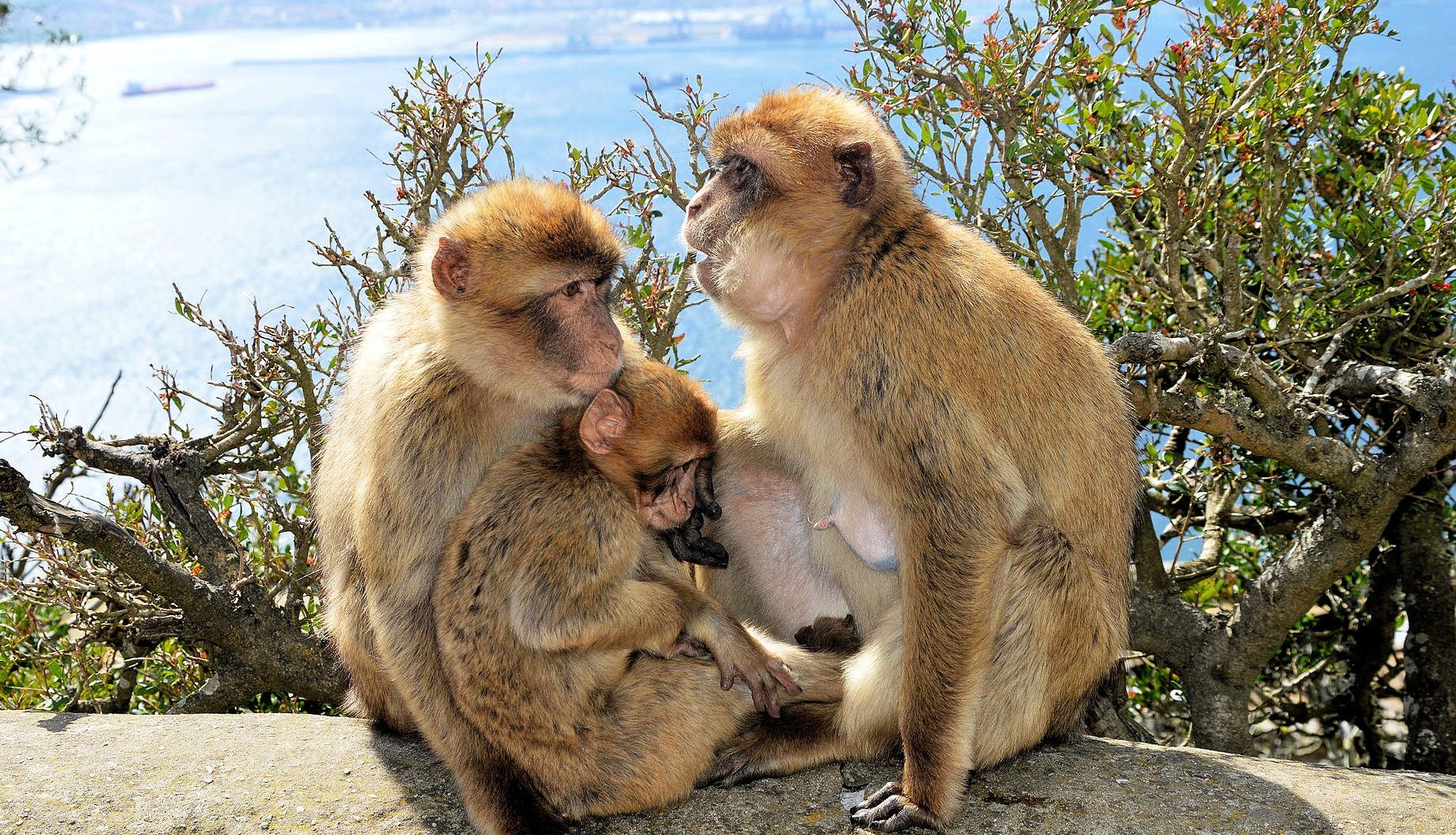 Gibraltar Macaques and Conservation