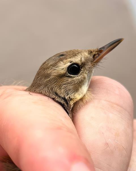Booted Warbler Head