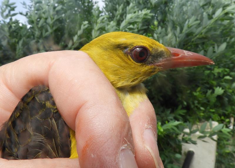 Golden Oriole male age 7 ( Definitely hatched the calendar year before last).  Note yellow greenish yellow head, grey lore and median and lesser coverts edged yellow.