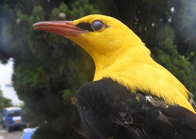 Golden Oriole  Ad male age 8, black lore and black median and lesser coverts.
