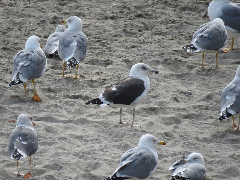 Third year Lesser Black-backed Gull with Yellow-legged Gulls.