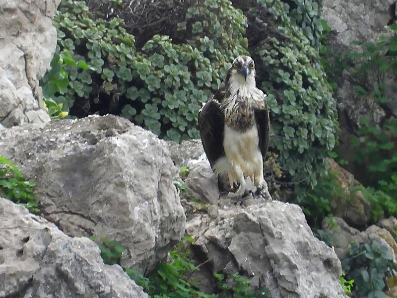 Osprey at Little Bay cliff.  T. Vinent.