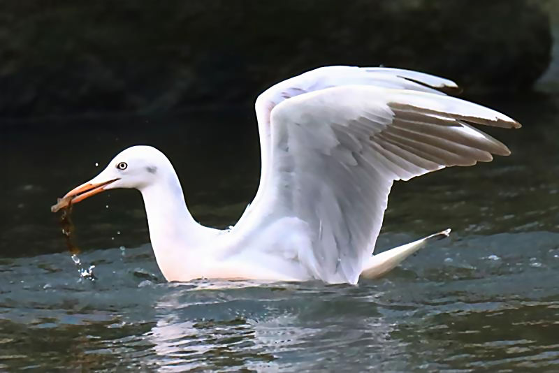 Slender-billed Gull C. Fortuna