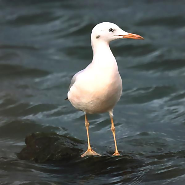 Slender-billed Gull C. Fortuna