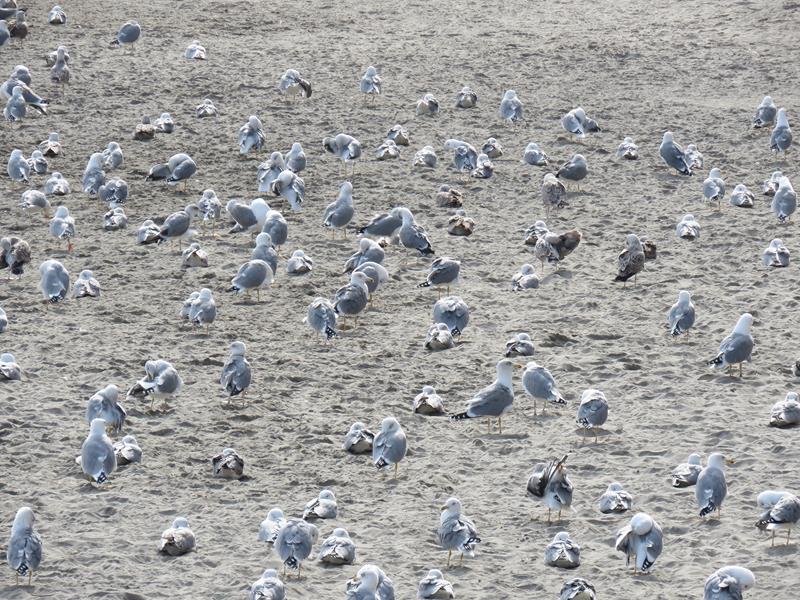 Part of the Yellow Legged Gull flock on Catalan Bay