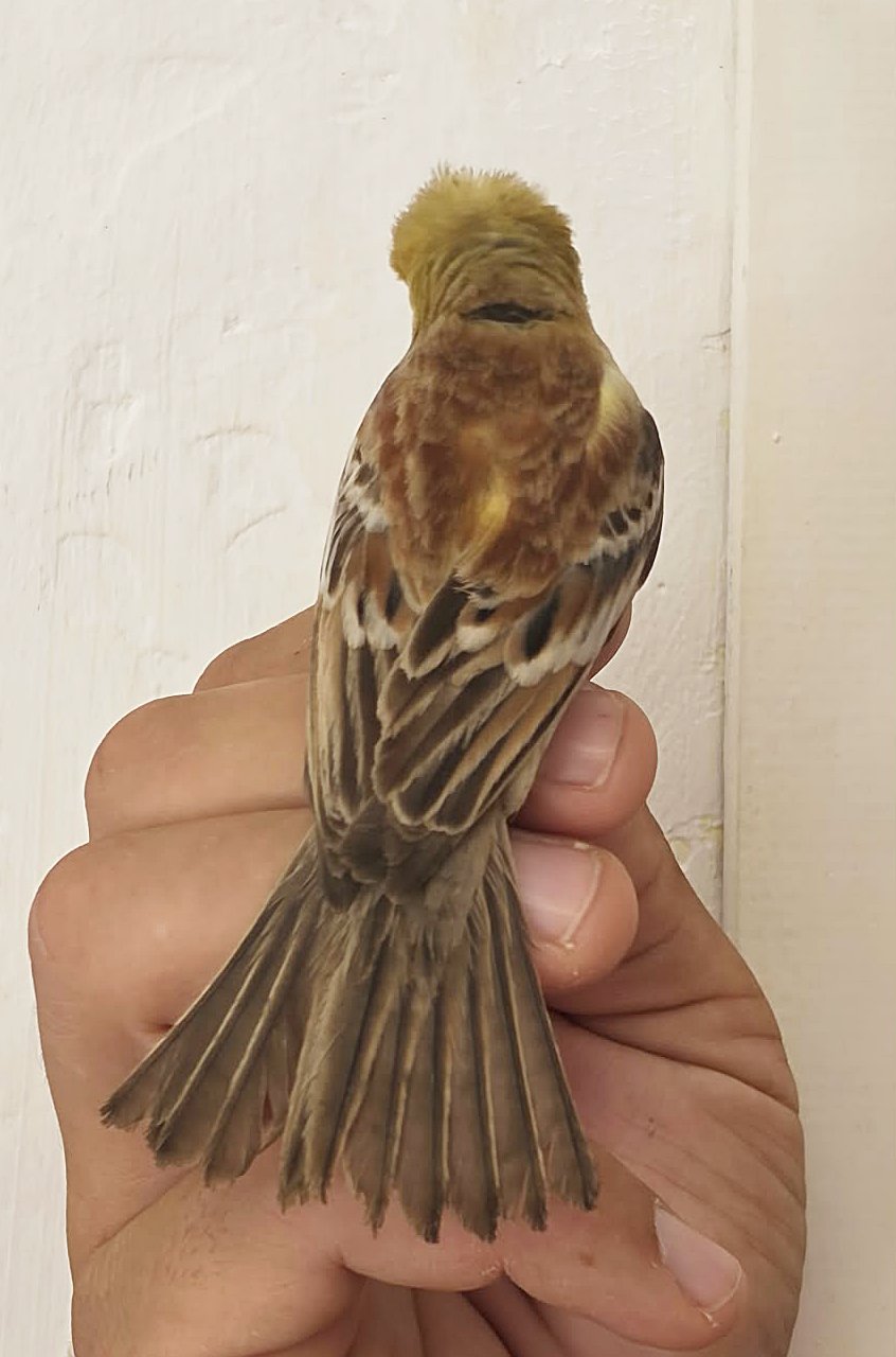 Sudan Golden Sparrow