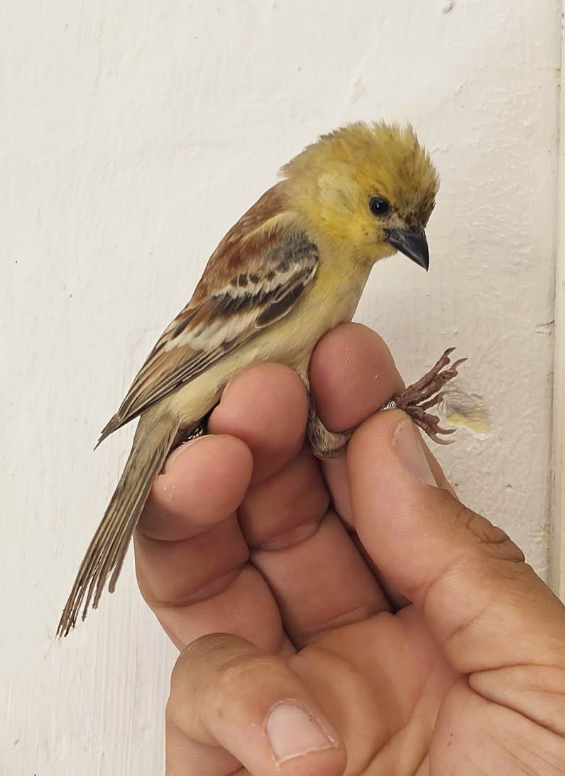 Sudan Golden Sparrow