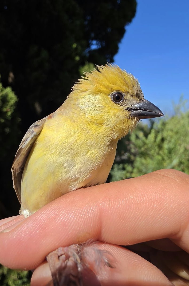 Sudan Golden Sparrow