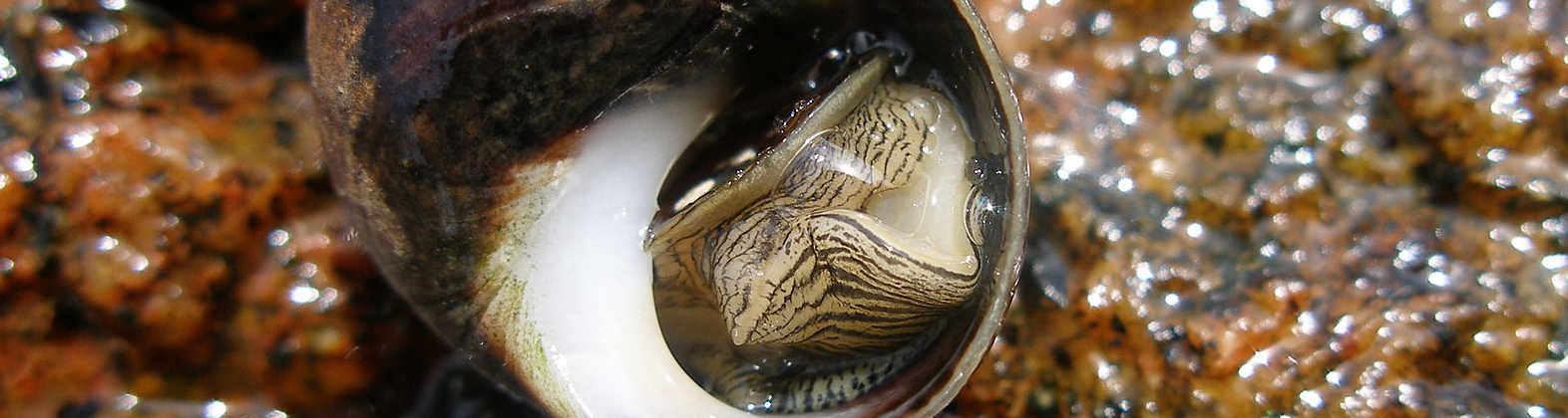 marine-molluscs