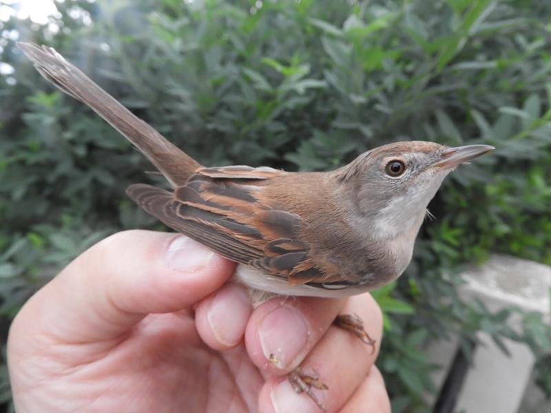 Female Whitethroat.  Note tail wear and rufous fringes to tertials and greater coverts.