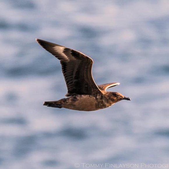 Great Skua, showing the diagnostic white patches to the wings.