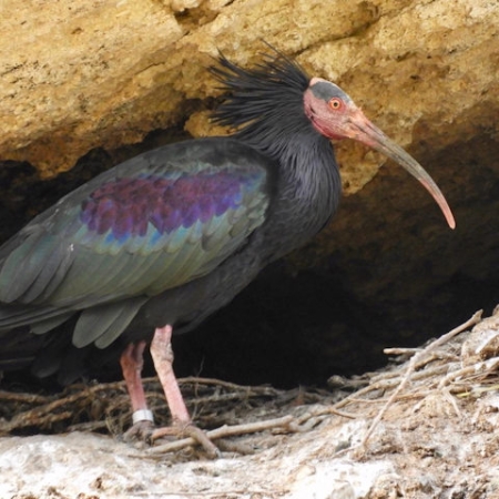 Northern Bald Ibis. Photo A. Yome