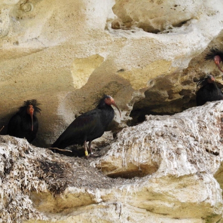 Northern Bald Ibis. Photo A. Yome