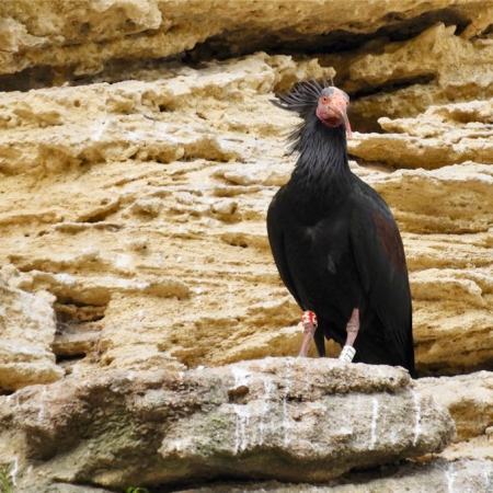 Northern Bald Ibis. Photo A. Yome