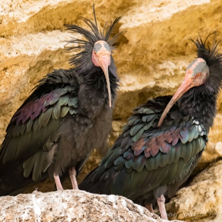 Northern Bald Ibis. Photo T. Finlayson