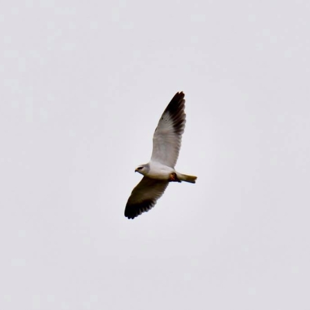 Black-shouldered Kite. Photo T. Hammond