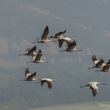 Common Cranes. Photo T. Finlayson