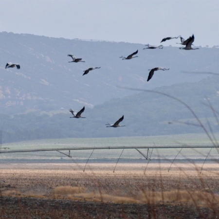 Common Cranes. Photo Y. Benting
