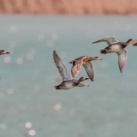 Gadwall. Photo M. Recagno