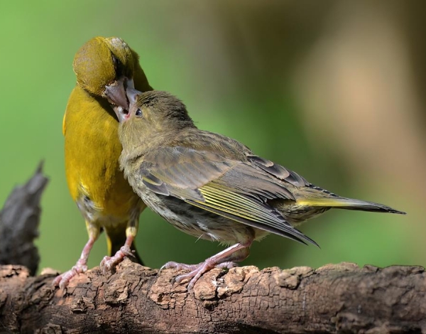 Greenfinches.  P.  Rocca
