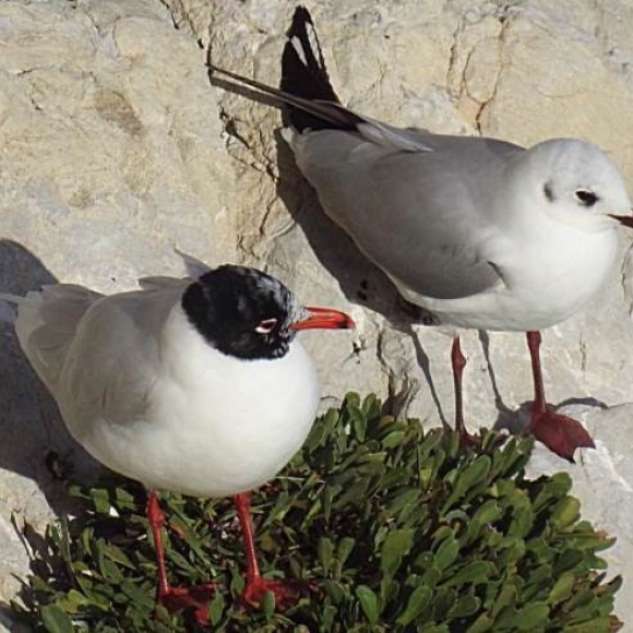 Med Gull (left) and a Black-headed Gull( right)