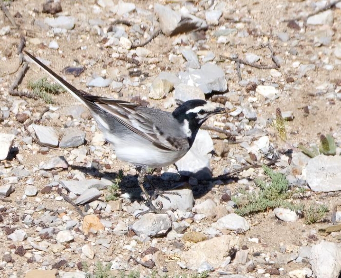 Moroccan Wagtail   R. Perez
