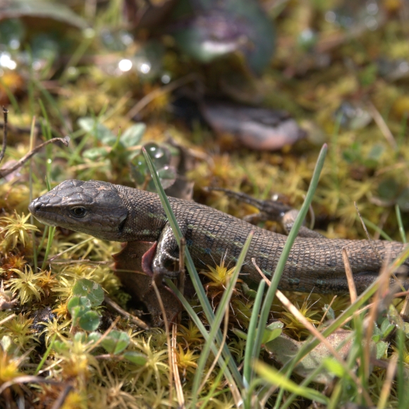 Psammodromus hispanicus