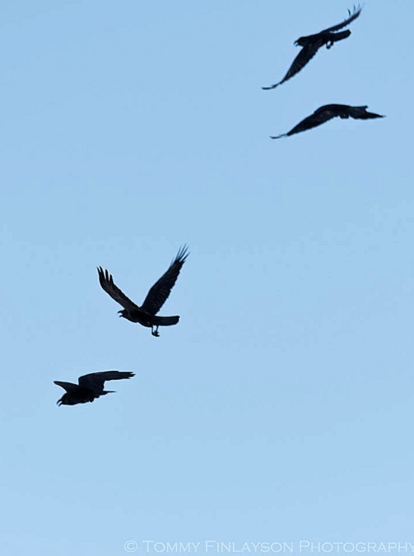 The two local Ravens chasing off two intruders