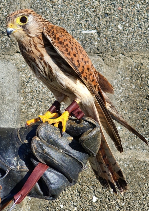 Rescued Kestrel in perfect condition ready for release