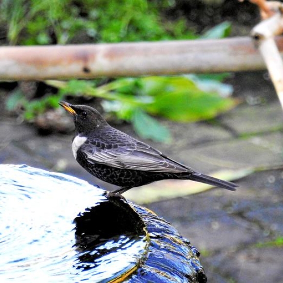 Ring Ouzel at the fountain of the Dell at the Gibraltar Botanic Gardens