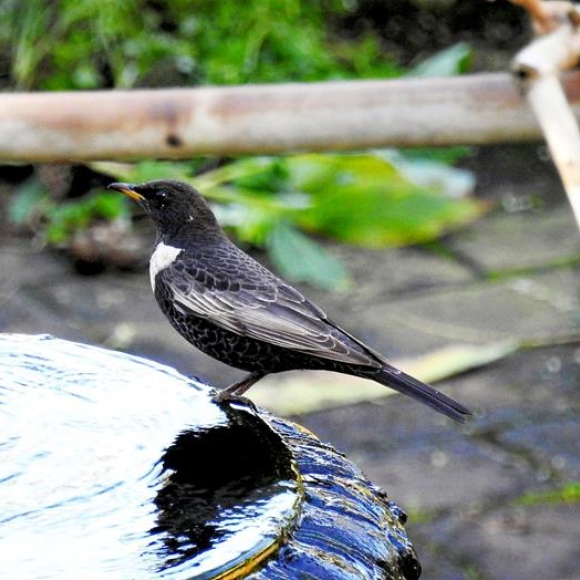 Ring Ouzel at the fountain of the Dell at the Gibraltar Botanic Gardens