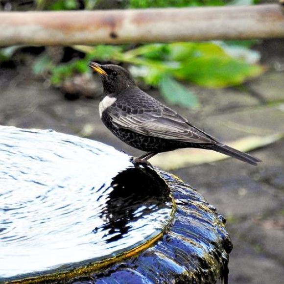 Ring Ouzel at the fountain of the Dell at the Gibraltar Botanic Gardens