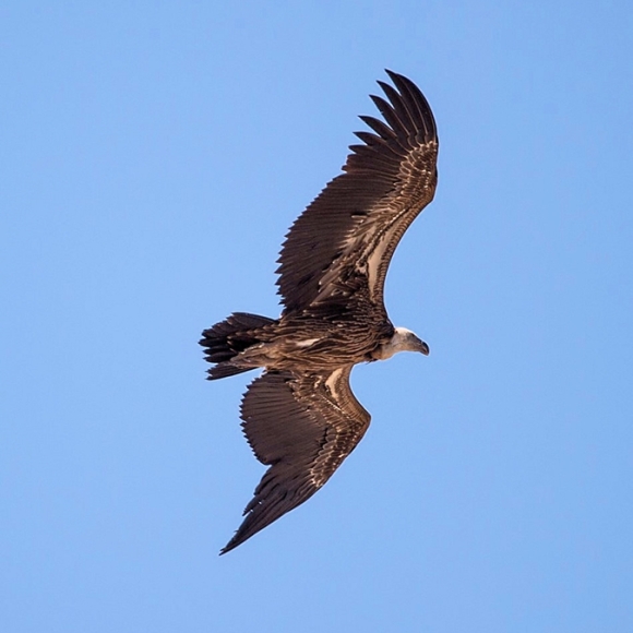 Ruppells Vulture