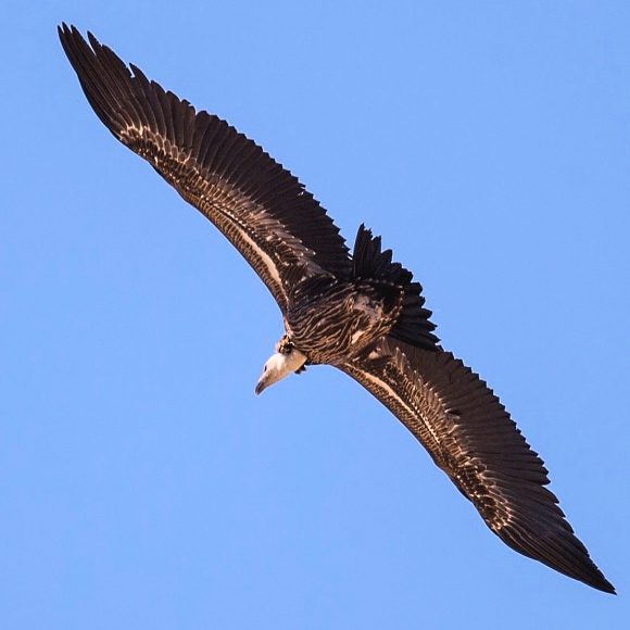 Ruppells Vulture