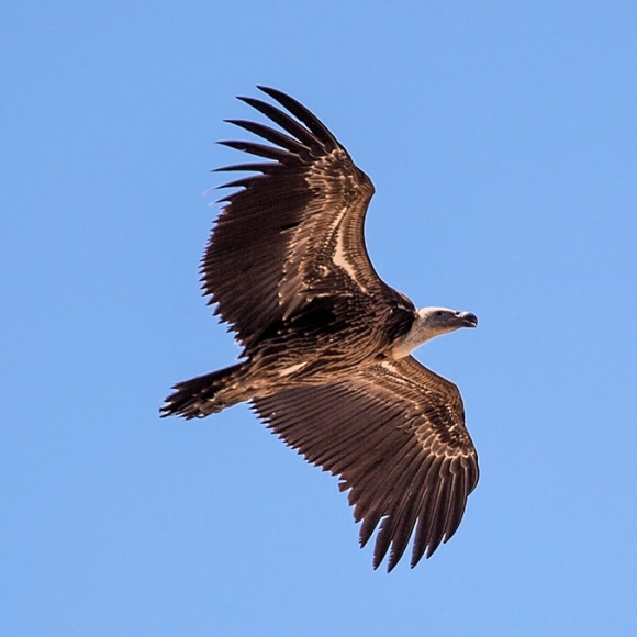 Ruppells Vulture