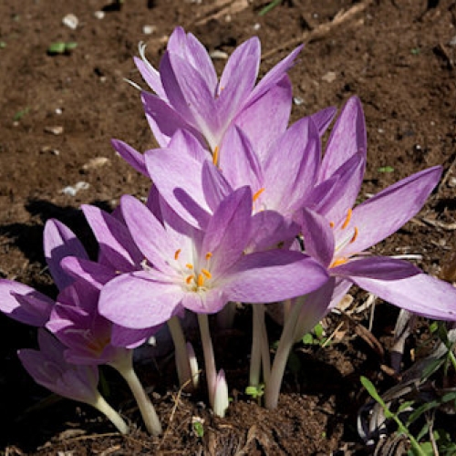 Southern Or Autumn Colchicum