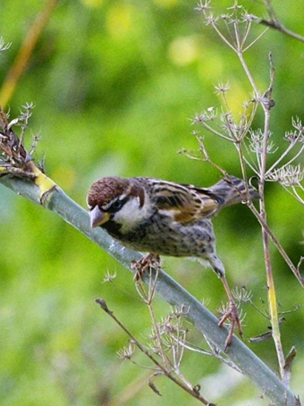 Spanish Sparrow                  Photos:  P. Rocca.