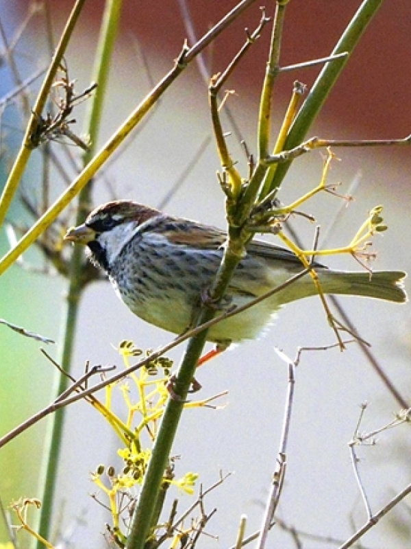 Spanish Sparrow