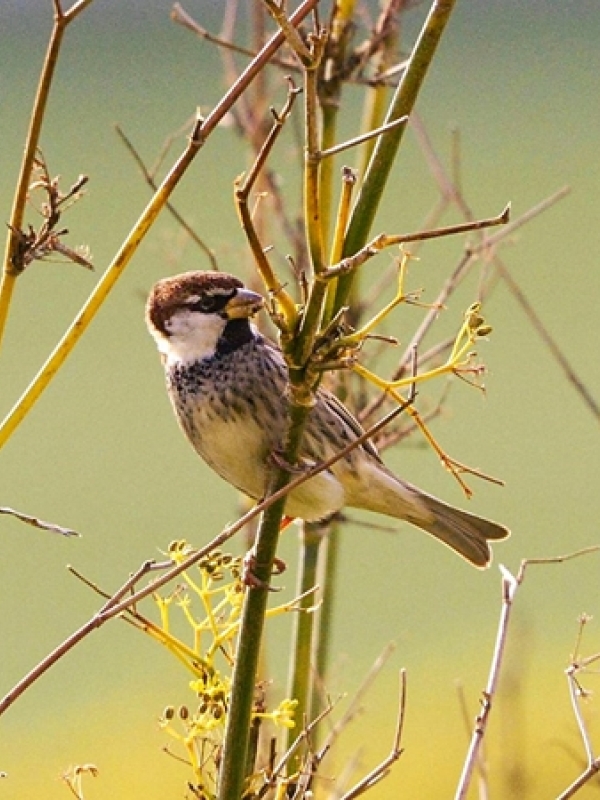 Spanish Sparrow