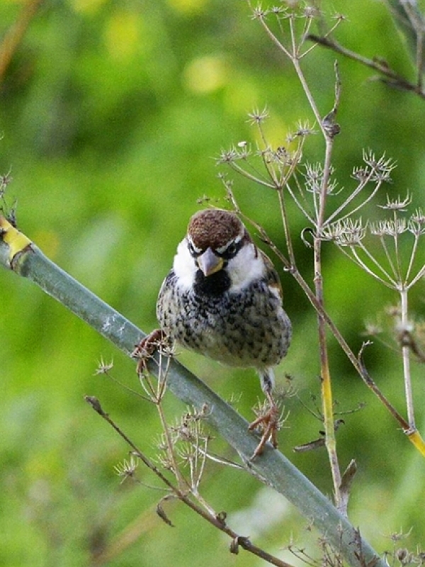 Spanish Sparrow