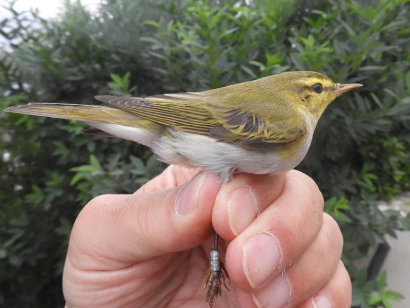 Wood Warbler.  Notice the long primary projection, well marked supercilium, and strong yellow green colouring on upperparts contrasting with white underparts.