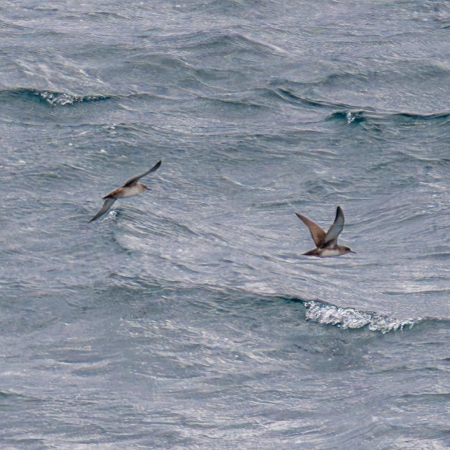 Balearic Shearwaters