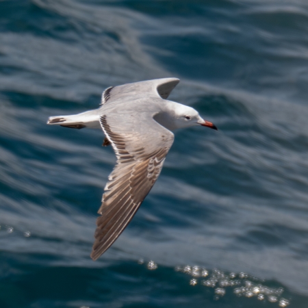 Second year Audouin's Gull